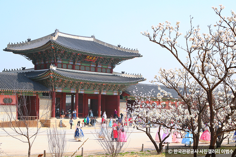 경북국입구에 핀 벚꽃 ⓒ 한국관광공사 사진갤러리 이범수