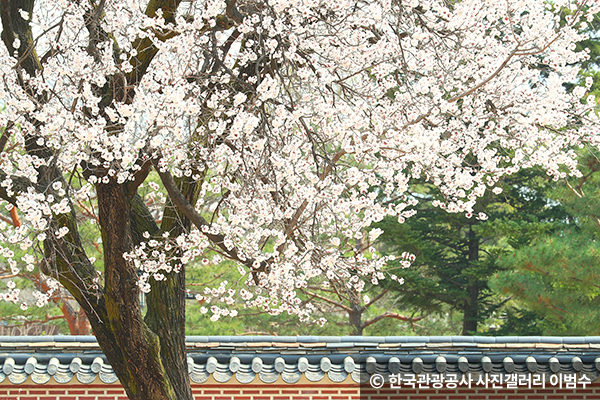 활짝핀 벚꽃 ⓒ 한국관광공사 사진갤러리 이범수