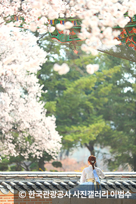 활짝핀 벚꽃 밑 한복입고 사진 ⓒ 한국관광공사 사진갤러리 이범수