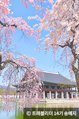 경회루 주변에는 가지가 길게 늘어진 수양벚꽃 ⓒ 트래블리더 14기 송예지