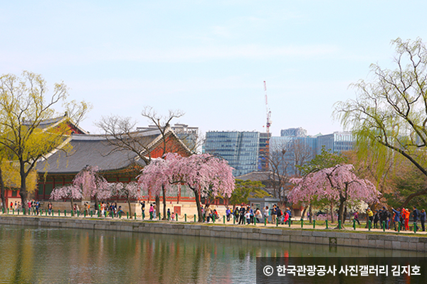 경회루 주변에는 가지가 길게 늘어진 수양벚꽃 ⓒ 트래블리더 14기 송예지