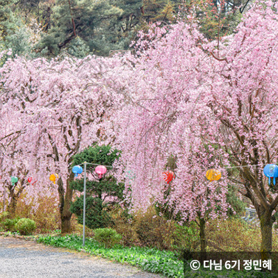 능수벚꽃 ⓒ 다님 6기 정민혜