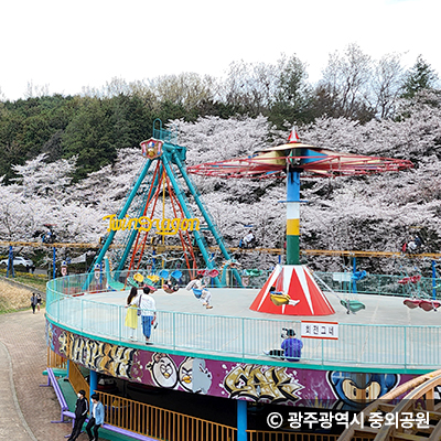 놀이기구 뒤 벚꽃 ⓒ 광주광역시 중외공원