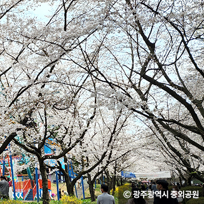 공원 길가 벚꽃 ⓒ 광주광역시 중외공원