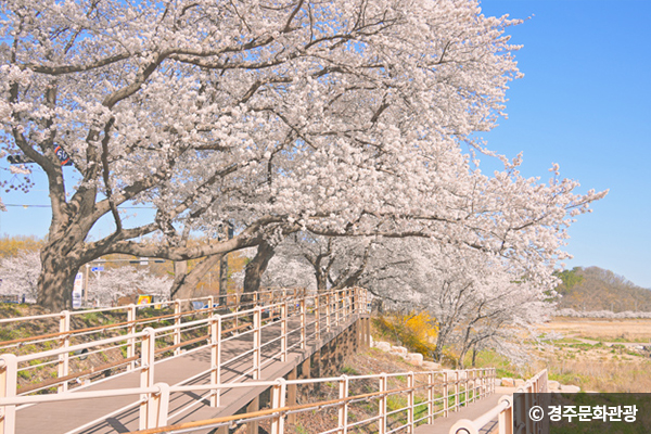 흥무로 벚꽃길 © 경주문화광광