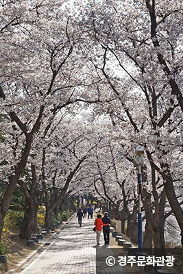 보문호반 벚꽃길 ⓒ 경주문화광광