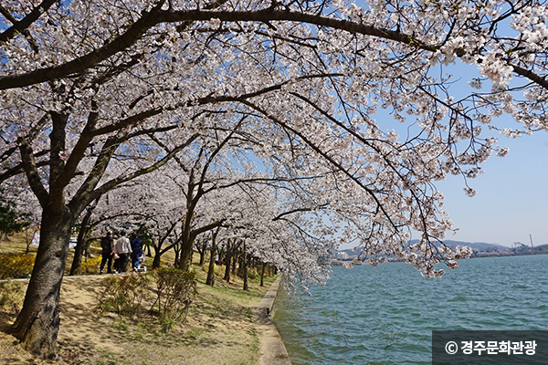 호수 변 벚나무 © 경주문화광광