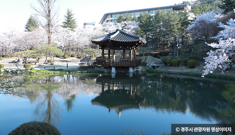 연못을 수놓은 벚꽃과 꽃가지가 늘어진 수양벚꽃 ⓒ 경주시 관광자원 영상 이미지