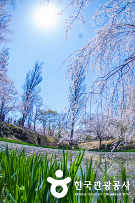보문정 벚꽃 © 한국관광공사