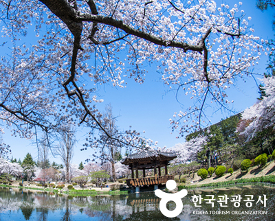 보문정 벚꽃 ⓒ 한국관광공사
