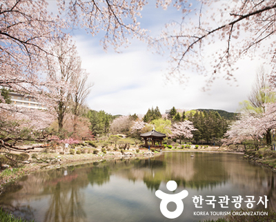 보문정 벚꽃 ⓒ 한국관광공사