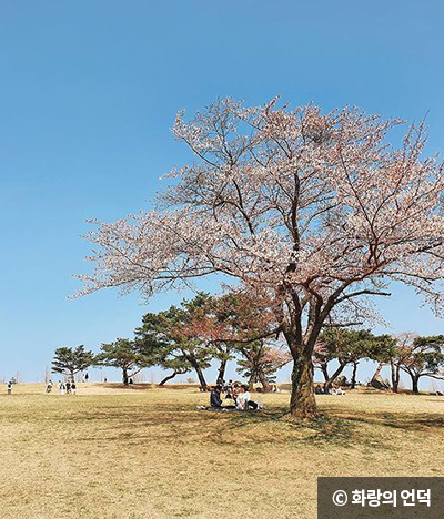 벚꽃나무아래 피크닉 © 화랑의 언덕