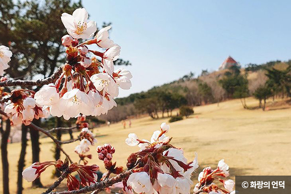 단석산 정상부 벚나무 ⓒ 화랑의 언덕