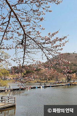 저수지 주변 벚나무 ⓒ 화랑의 언덕