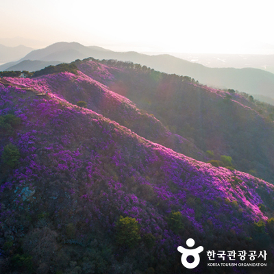 분홍빛 진달래로 물든 산 ⓒ 한국관광공사
