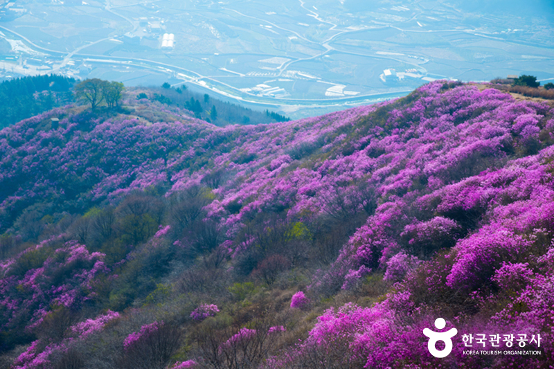 영취산 분홍빛 진달래 © 한국관광공사