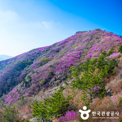 진단래 군락지 ⓒ 한국관광공사