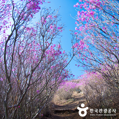 능선을 따라 진달래 등산로 ⓒ 한국관광공사