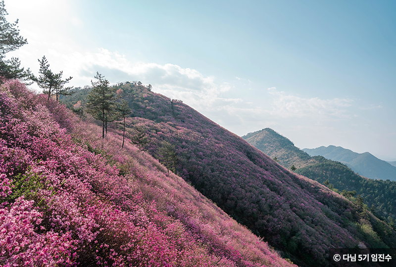 천주산 정상 부근 고운 빛깔의 진달래 군락 ⓒ 다님 5기 임진수