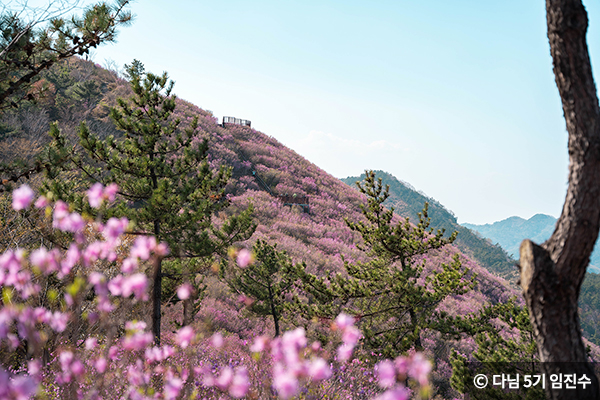 진달래 핀 산 정상 ⓒ 다님 5기 임진수