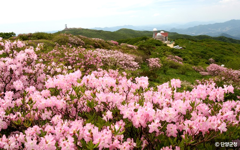 소백산철쭉 ⓒ 단양군청