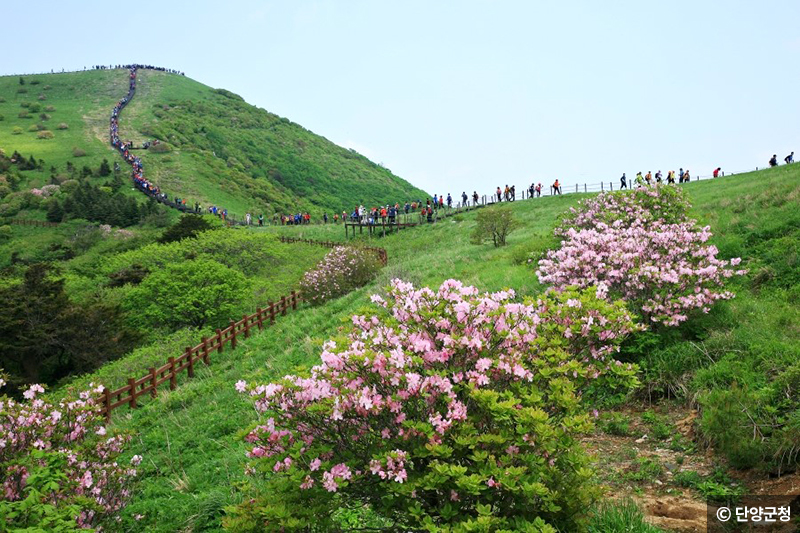 등산로에 피어있는 철쭉 ⓒ 단양군청