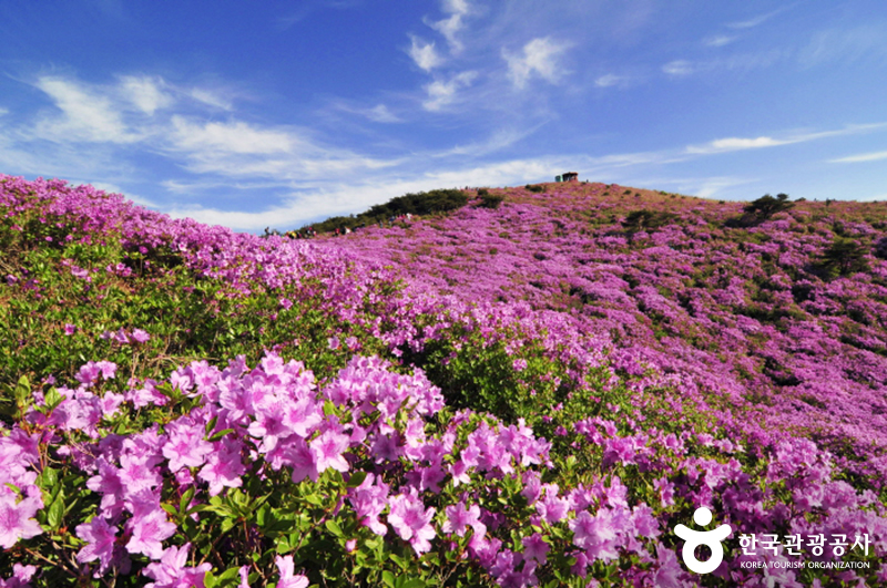 산청 황매산 철쭉 © 한국관광공사