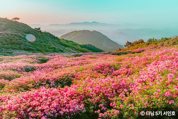 산청 황매산 철쭉 ⓒ 다님 5기 서인호