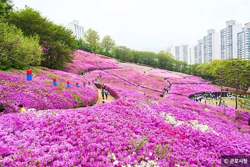 군포 철쭉 축제 © 군포시청