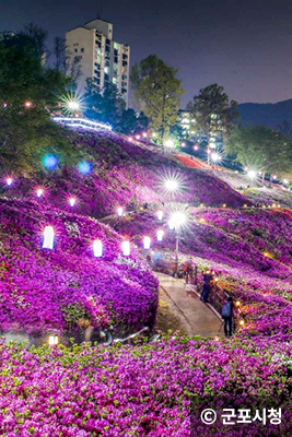 군포 철쭉 축제 © 군포시청