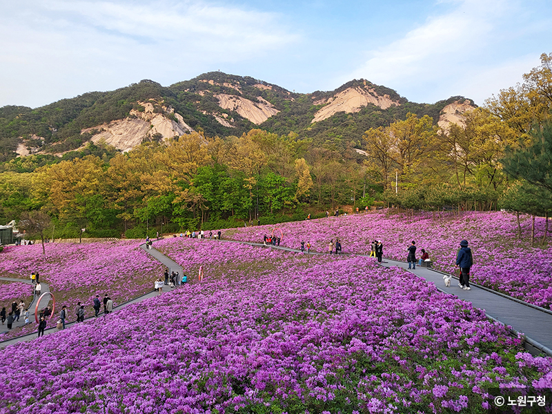 서울 불암산 철쭉 ⓒ 노원구청