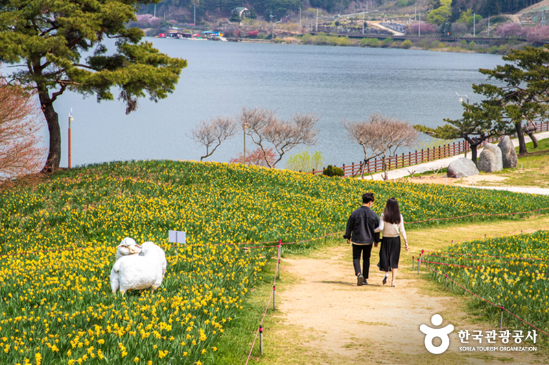 노란 수선화 언덕 © 한국관광공사