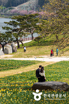 노란 수선화가 언덕 © 한국관광공사