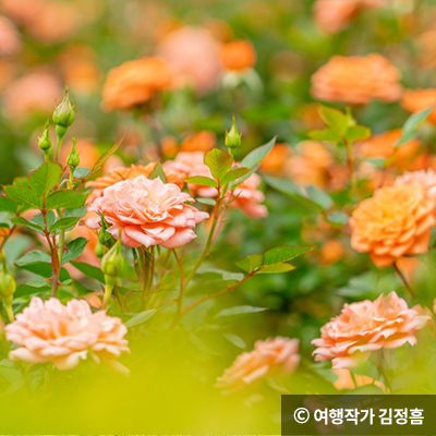 장미정원은 다양한 품종 ⓒ 한국관광공사 사진갤러리 김지호