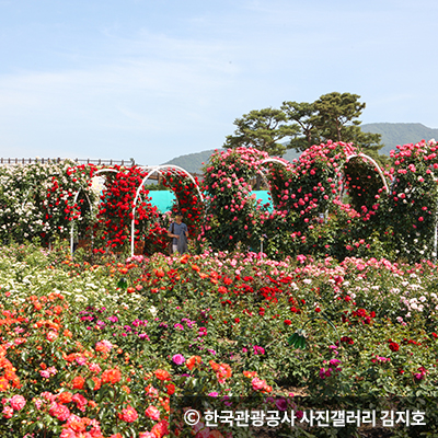 장미가 가득 핀 아치형 터널 ⓒ 한국관광공사 사진갤러리 김지호