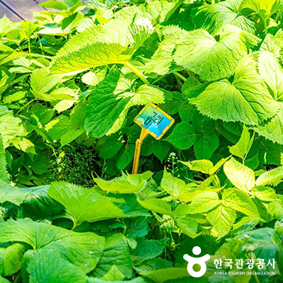 ⓒ 한국관광공사