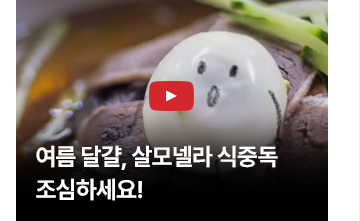 여름 달걀, 살모넬라 식중독 조심하세요!